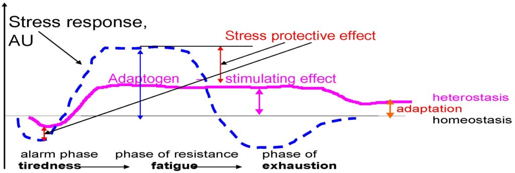 Wpływ adaptogenów na stres